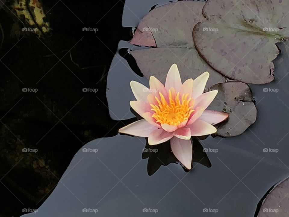 Waterlilly