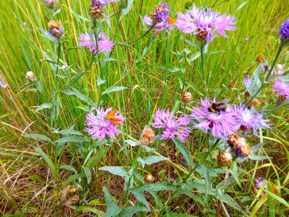 insects on the field colors