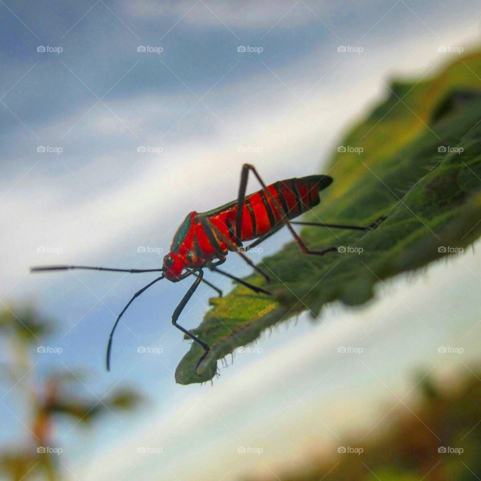Brazilian lygaeidae bug