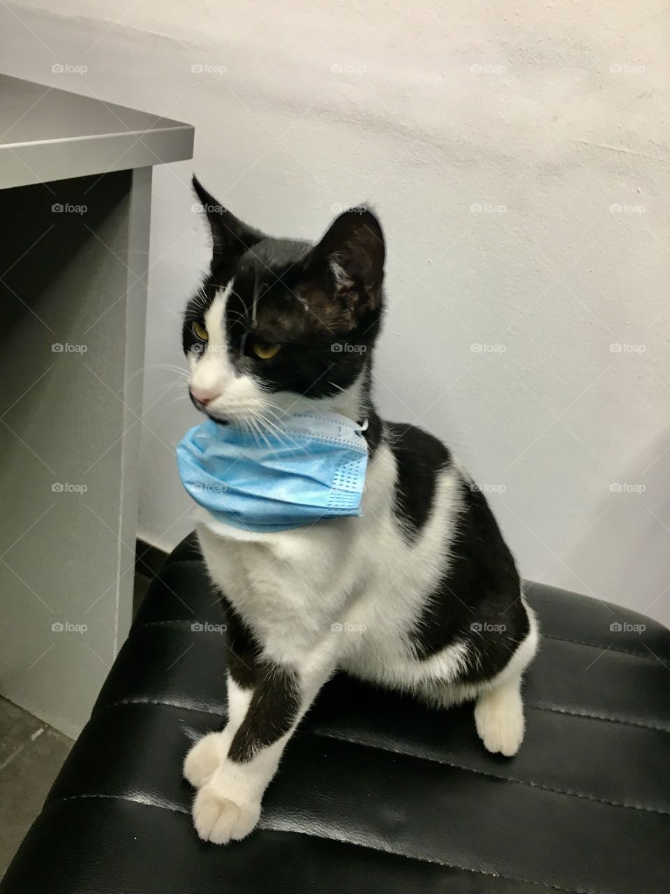 A cat protects against corona virus