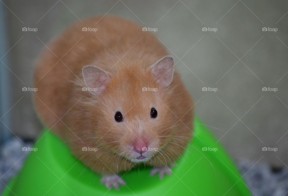 Syrian Hamster
