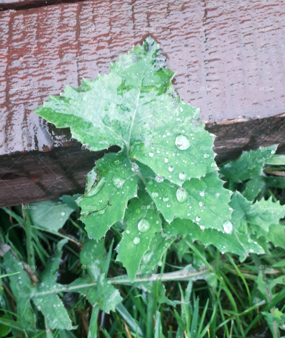 rainy day at doorsteps in October