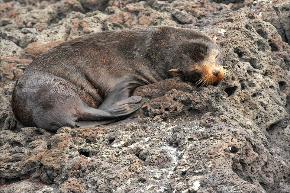 Fur Seal