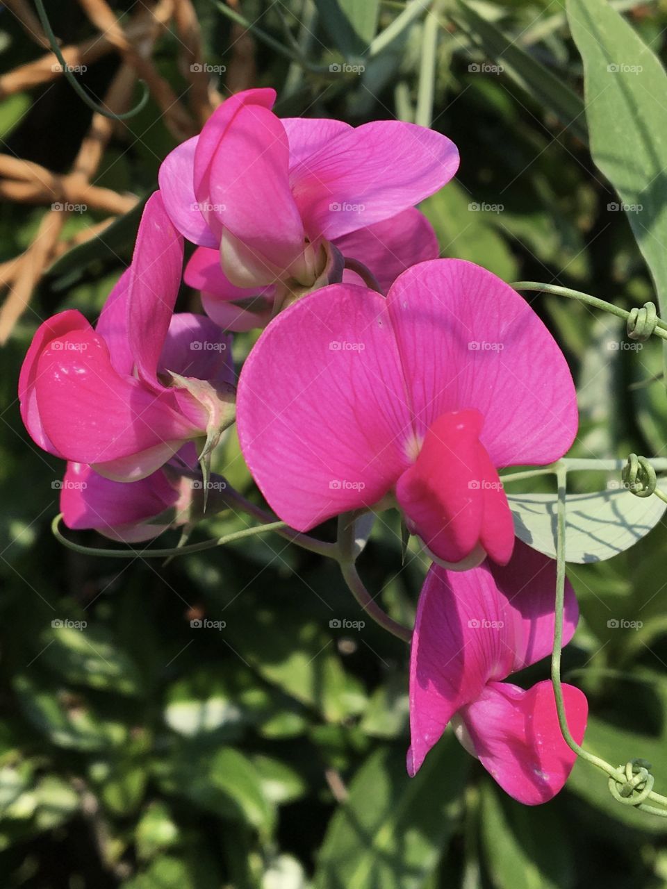 Flower like butterfly 