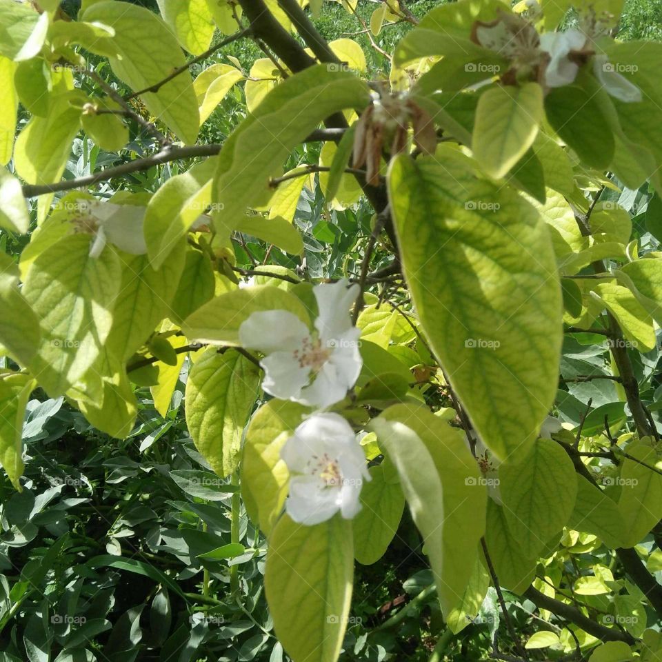 Beautiful white flowers.