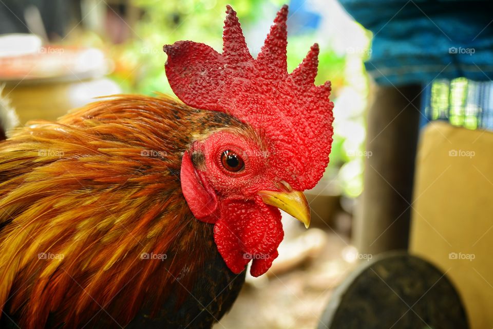 Beautiful Dwarf Chicken in the farm