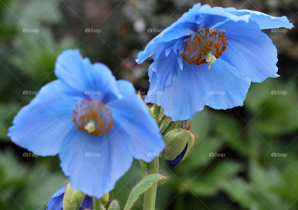 Two blue Himalayan poppies