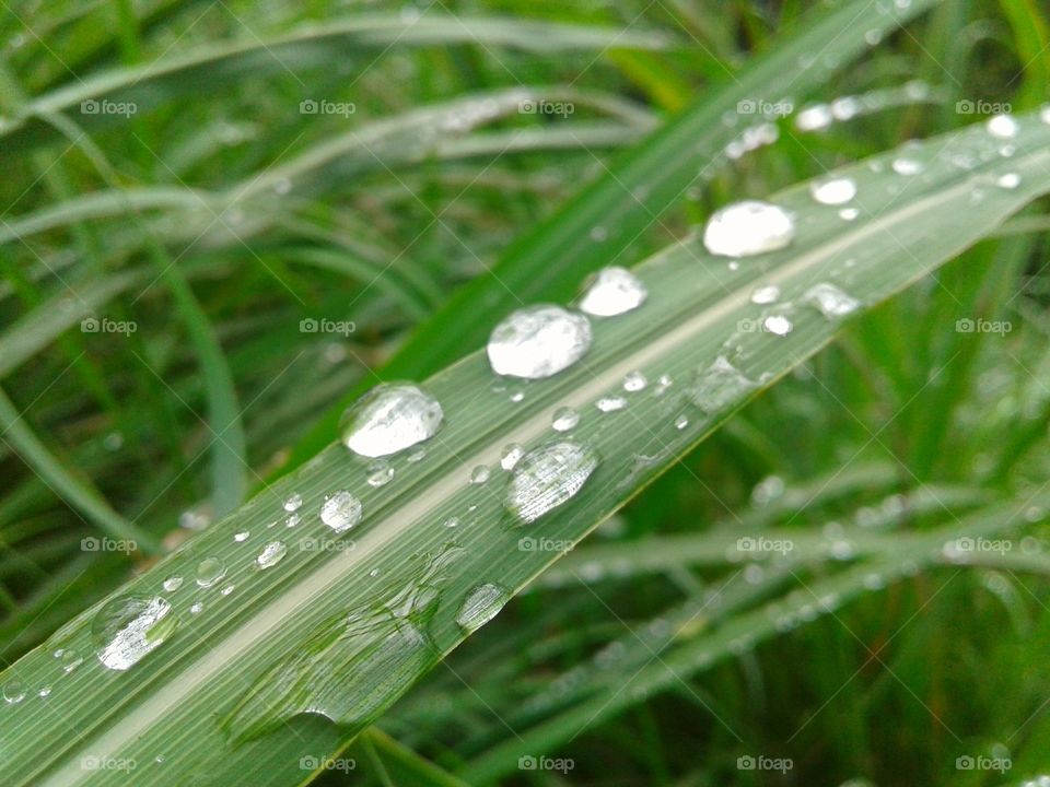 Dew, Rain, Drop, Flora, Leaf