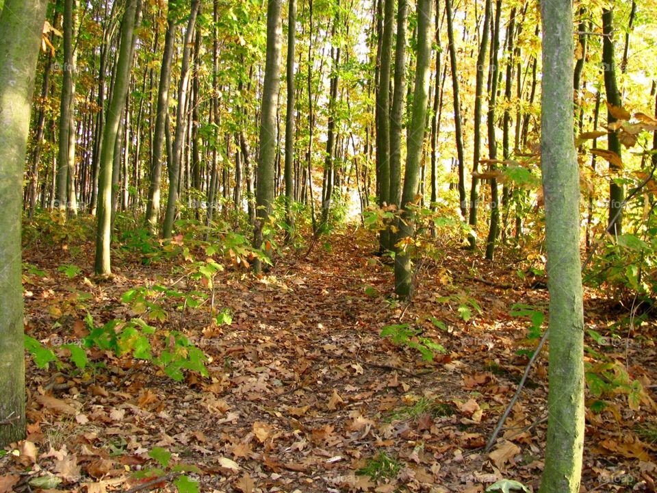 Autumn in the forest