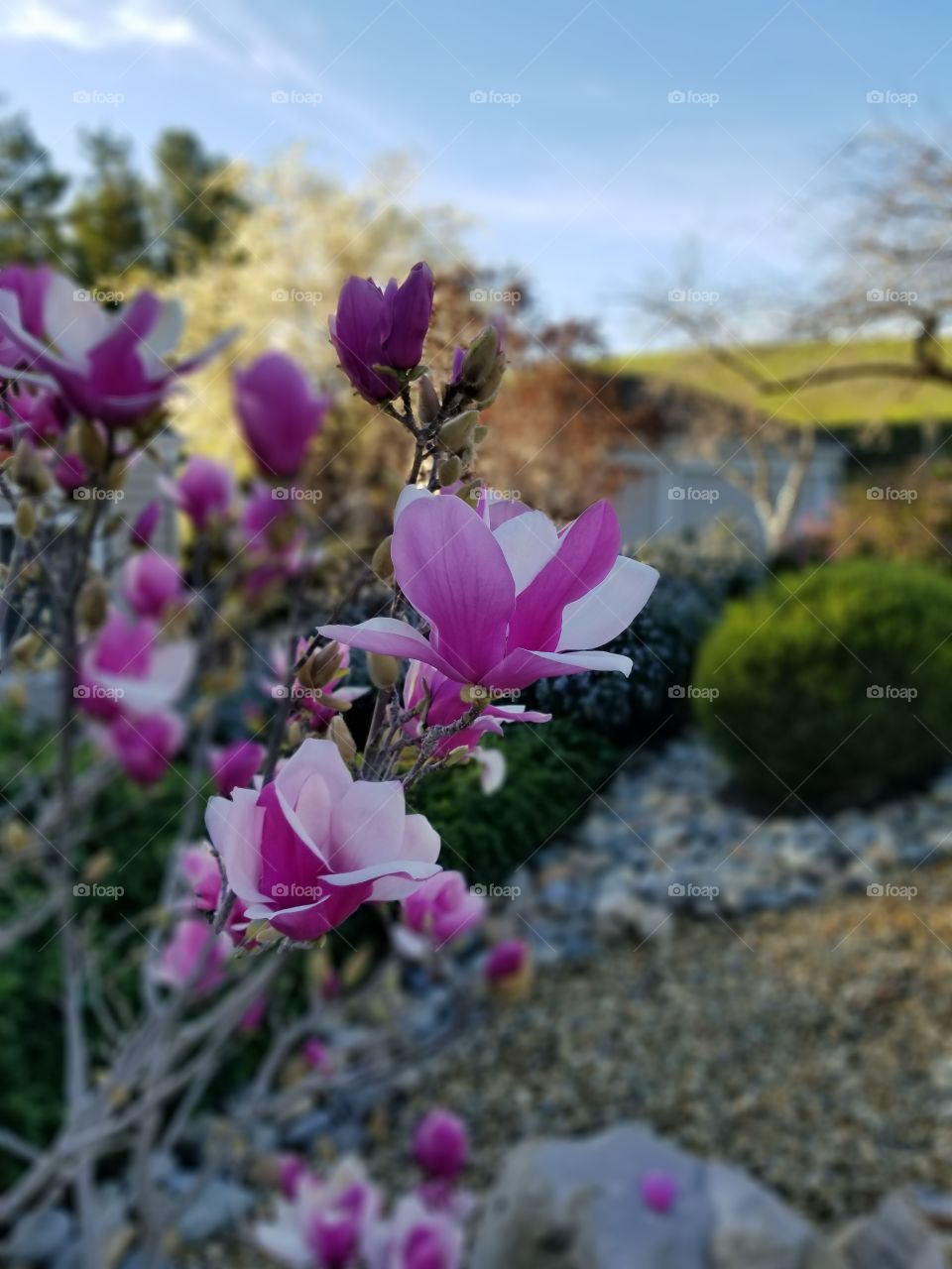 Pink Magnolia flowers in the front yard