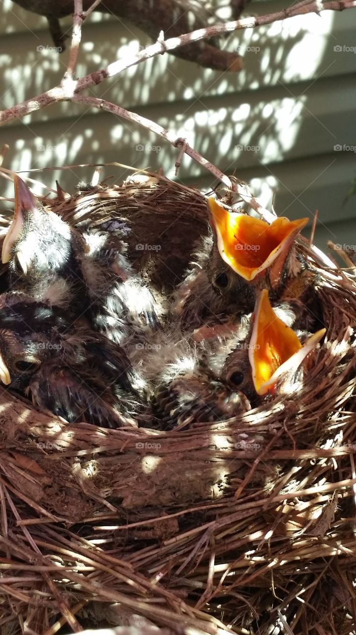 Baby Birds . The Baby Birds are hungry 