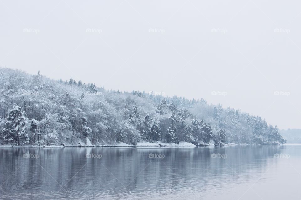 Winter forest by the lake