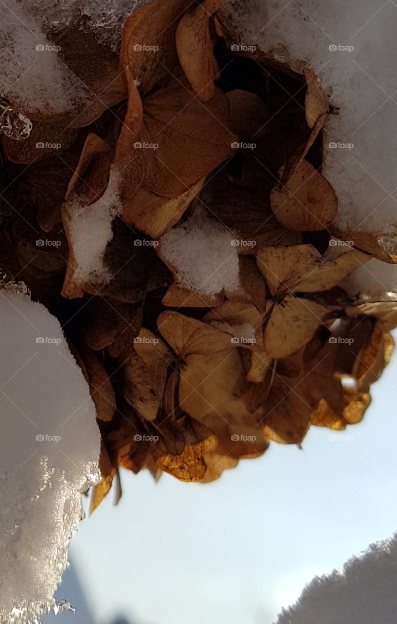 Flowers under the snow