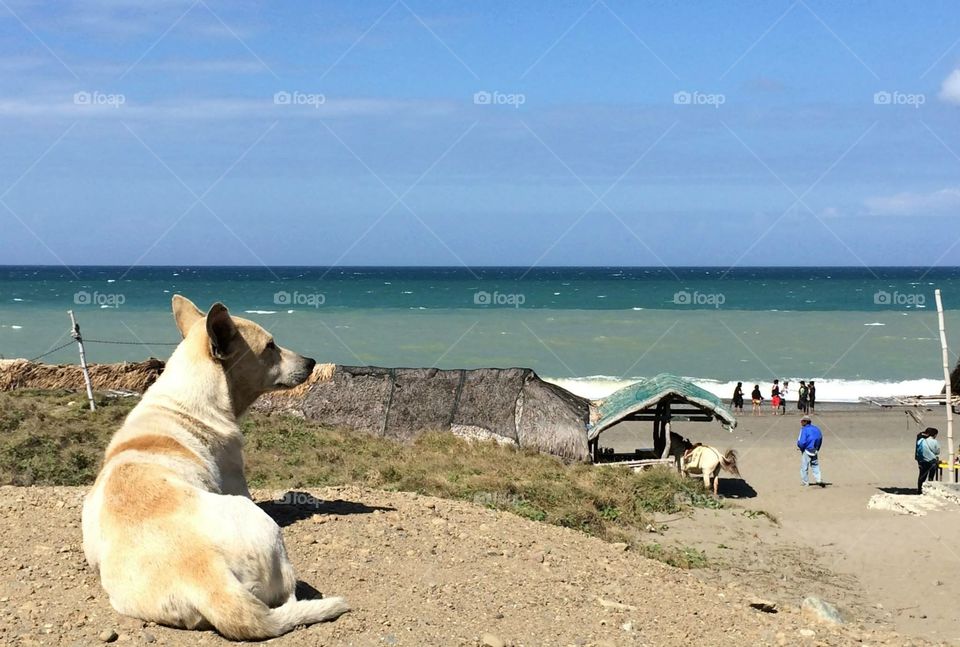 Dog in Bangui Beach. 