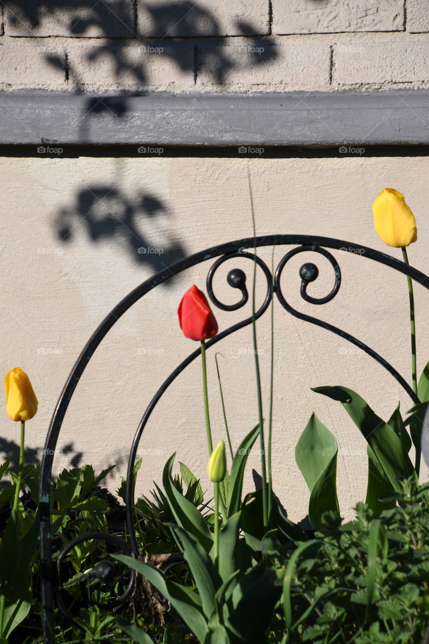 tulips in front of wrought iron circle