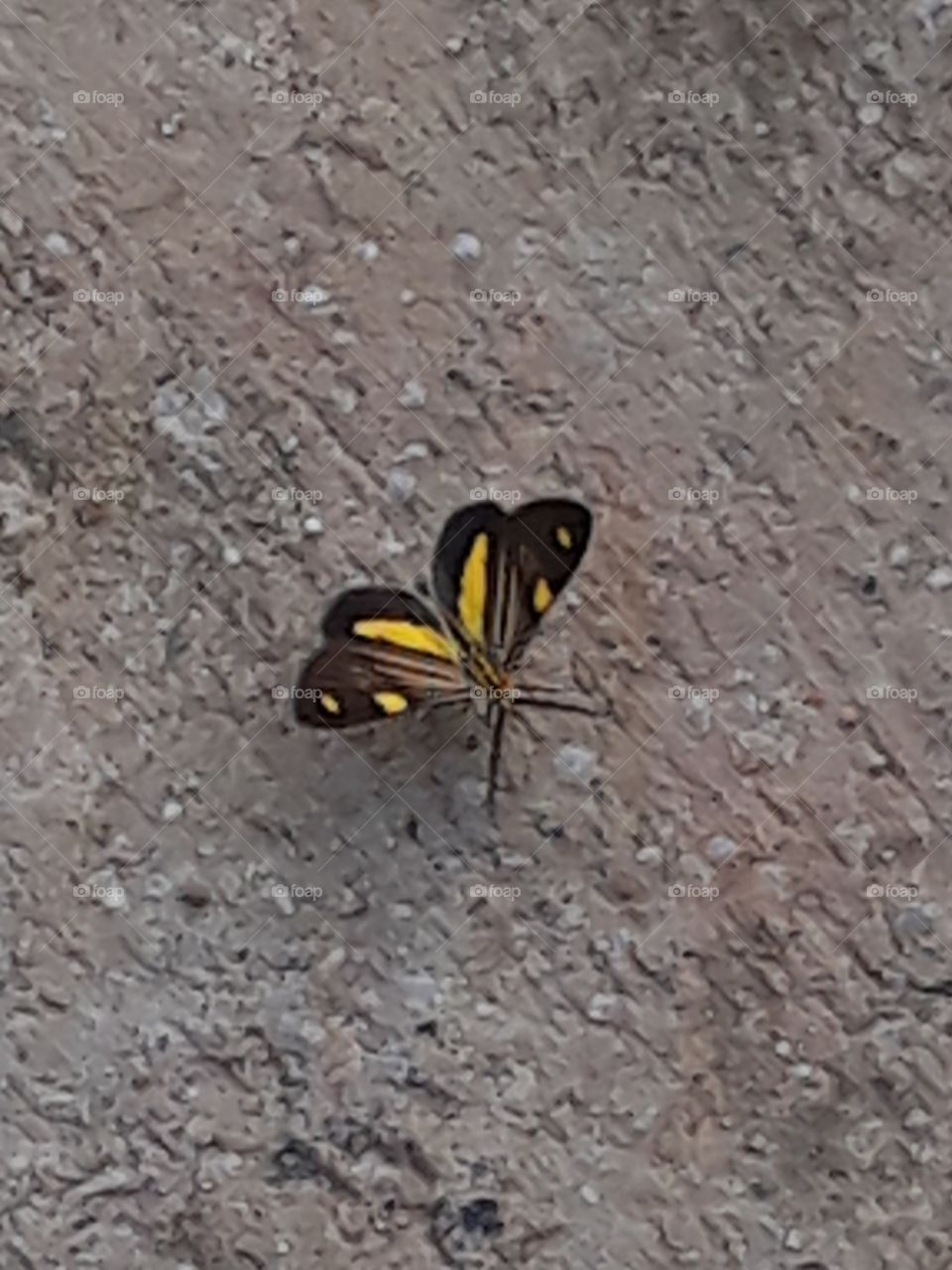 borboleta, amarela e preta