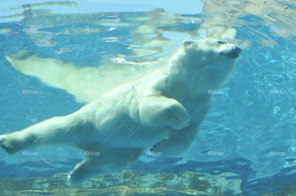 Polar Bear swimming under water