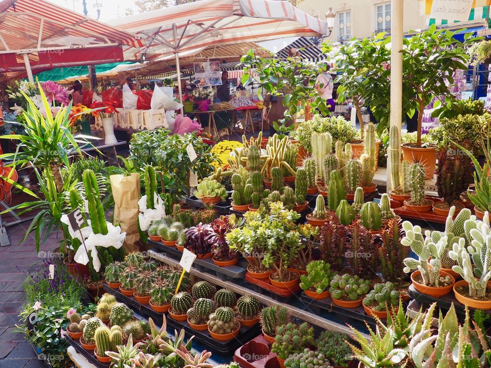 Flower market on the Cours Saleya in the old town of Nice, France.