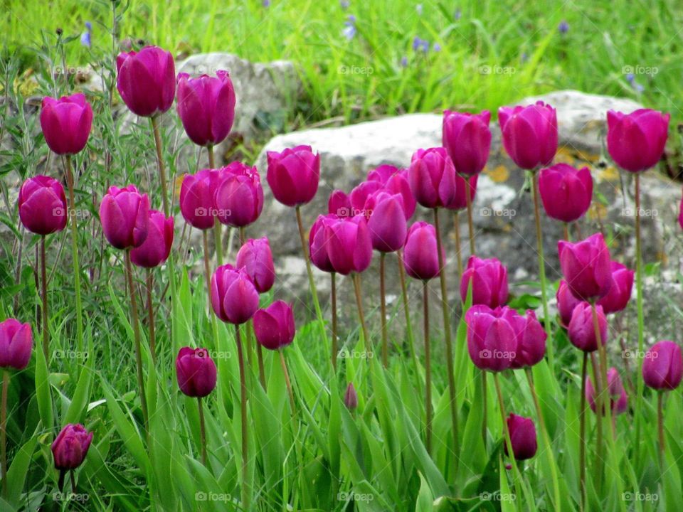 A field of tulips taken in the spring