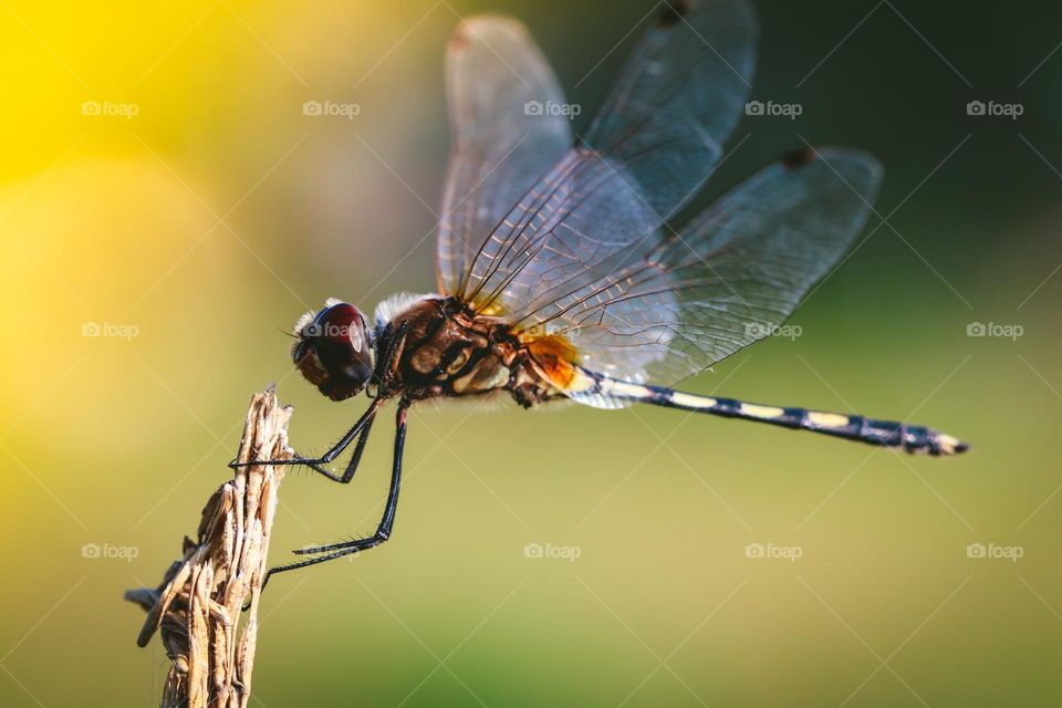 dragonfly