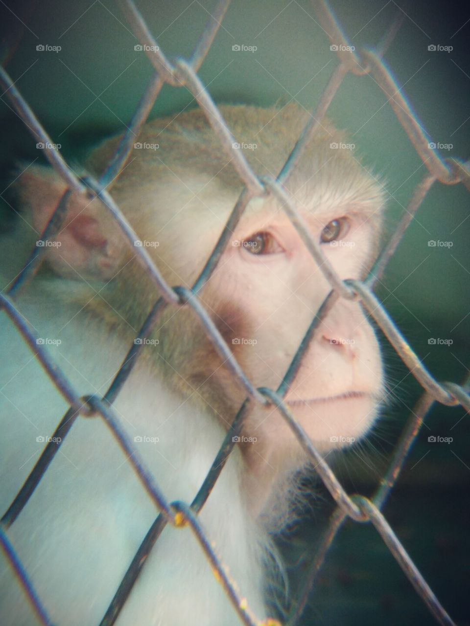 sad moment monkey