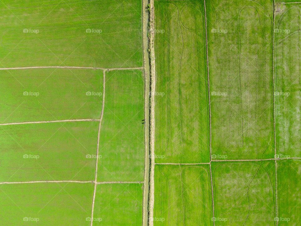 Unknown people walking on the middle of riceFields