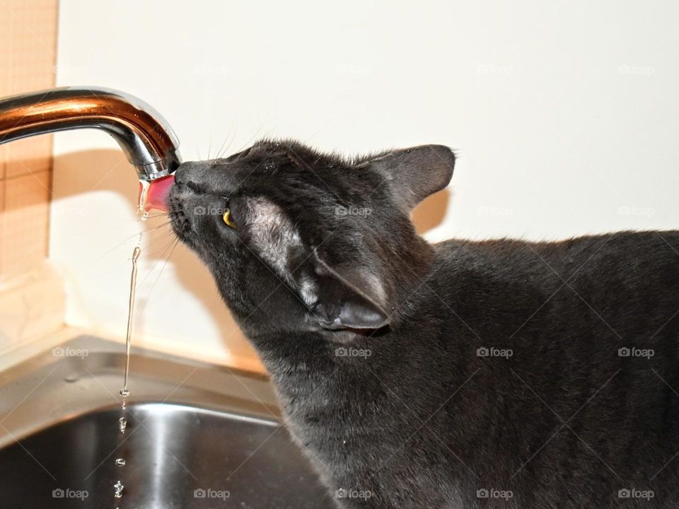 the cat drinks water from the sink