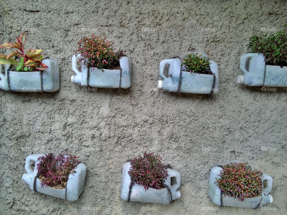 plants on the wall