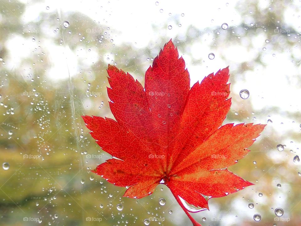 Maple leaf