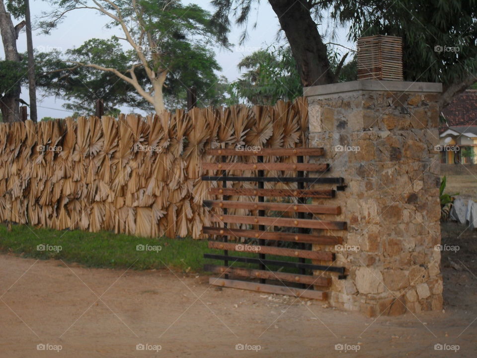 Natural fence in Sri Lanka by the leaves of palmayra tree.