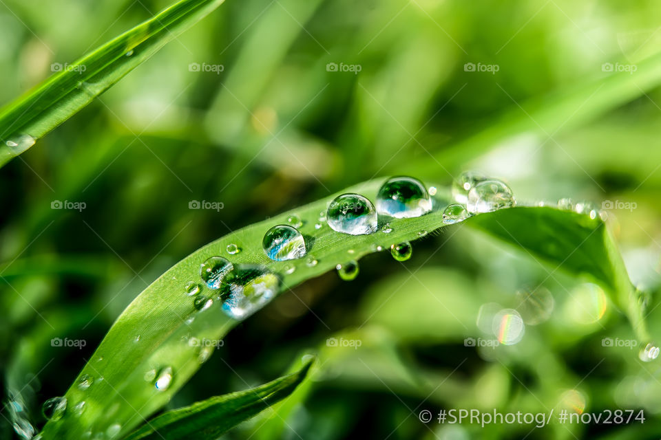 Macro water droplets on blade of Grass