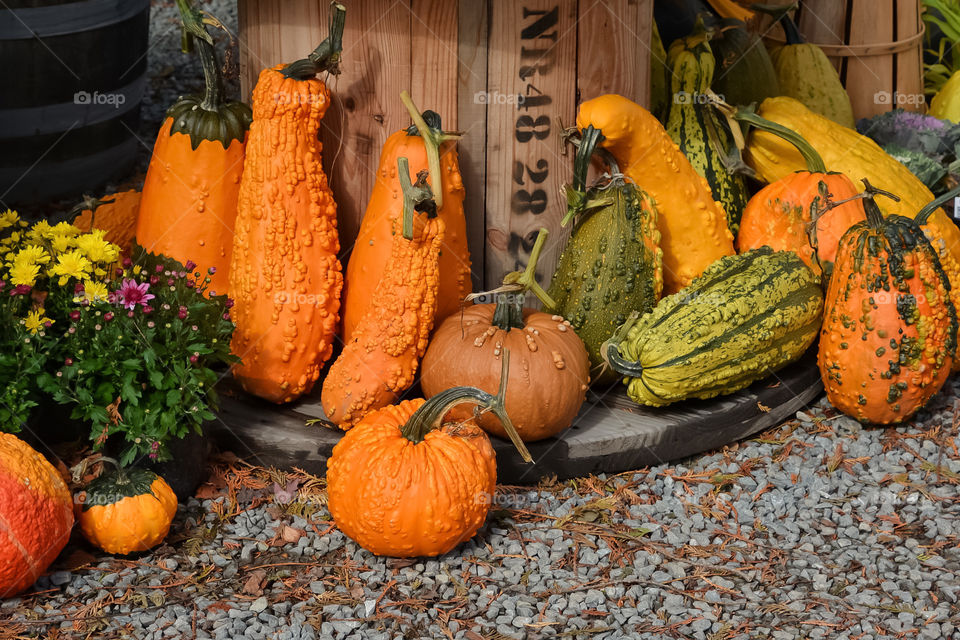 Colorful squashes 