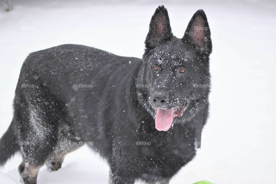 Our beautiful black German shepherd watching over the kids as they play in the freshly fallen snow. 