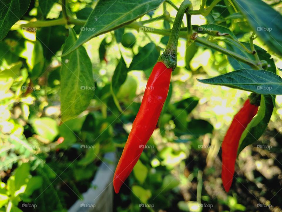 Red chili in the garden