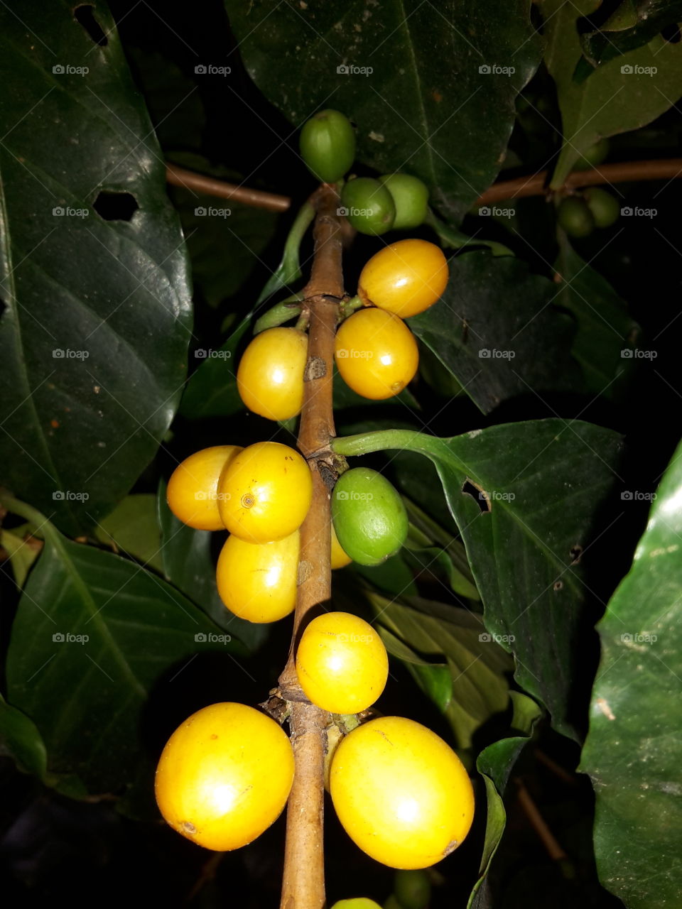 fruto de café