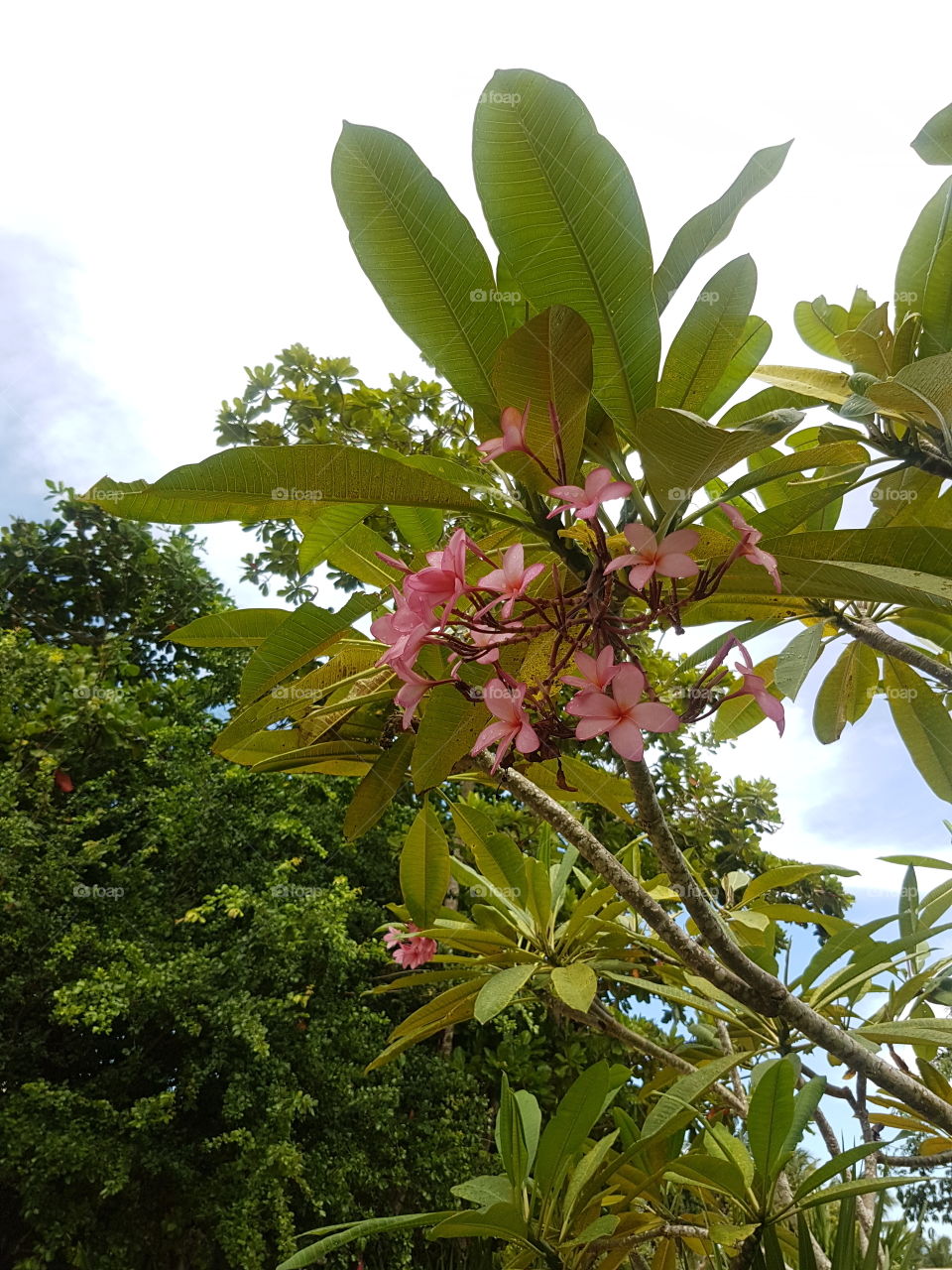 Beautiful wild tropical pink petal Plumeria flowers on tree with lush green leaves, with blue and white sky and palm tree behind