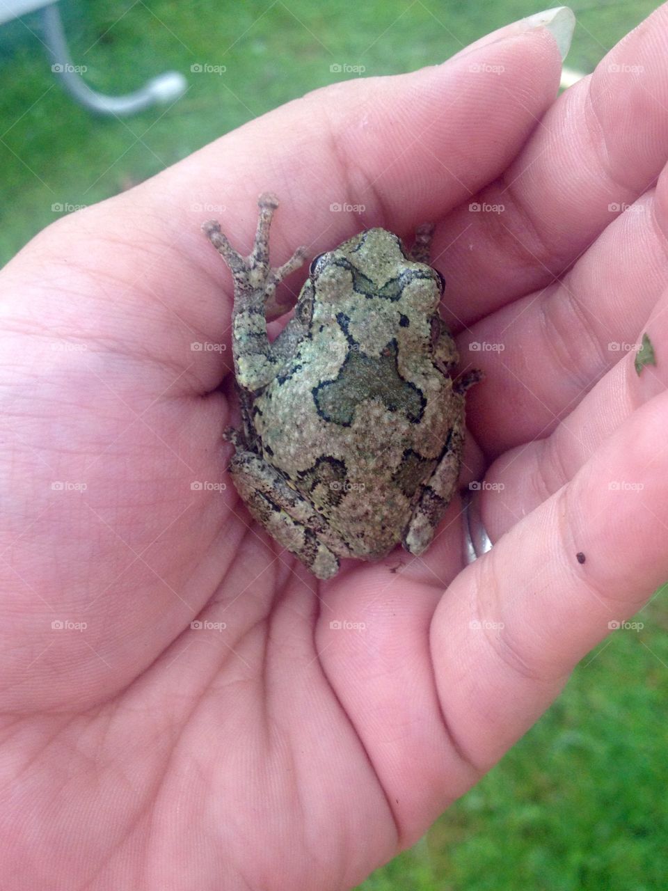 Tree Frog