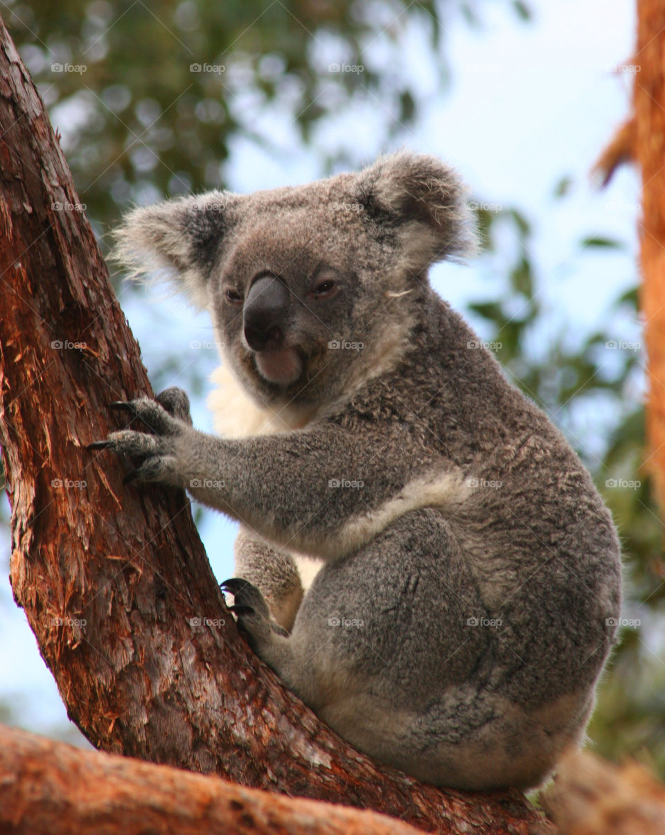 Portrait of koala sitting on tree