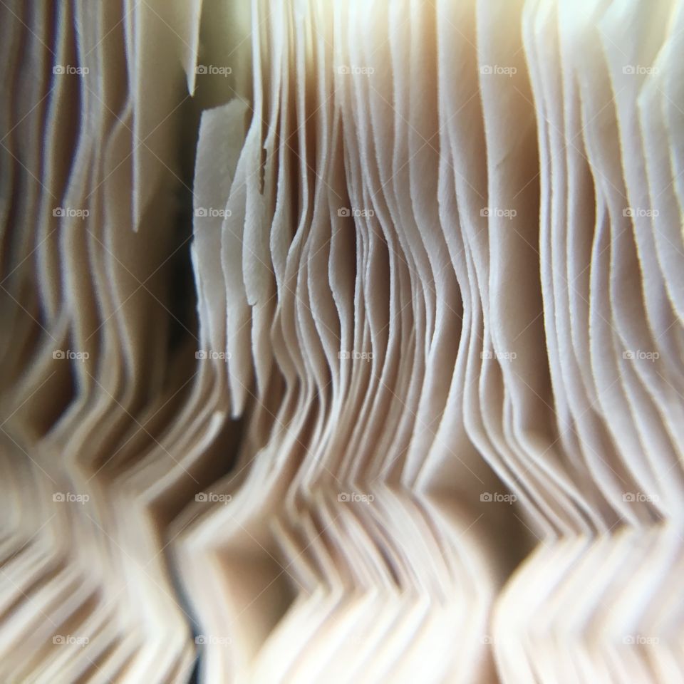 Mushroom gills closeup 