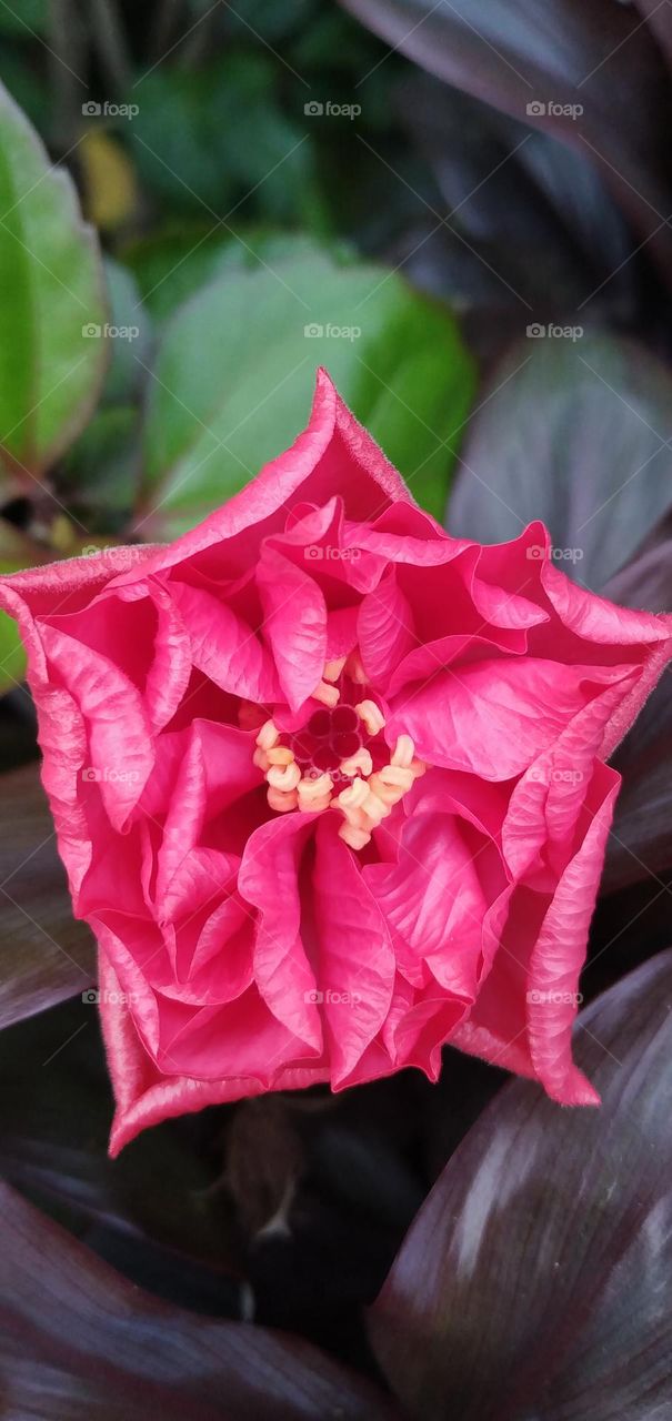 hibiscus flowers will bloom

￼



￼