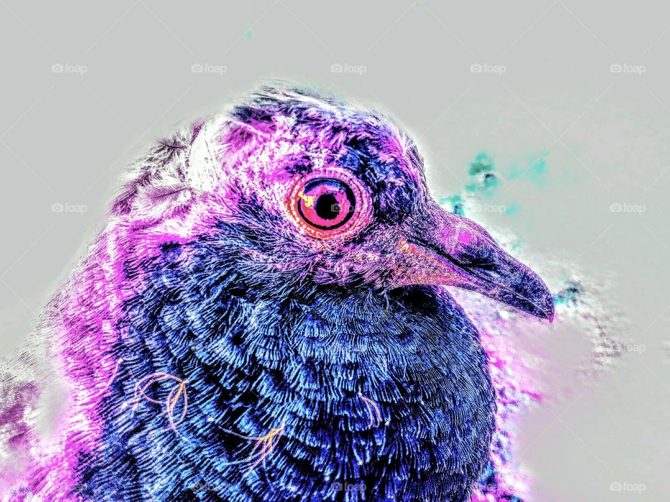 pigeon