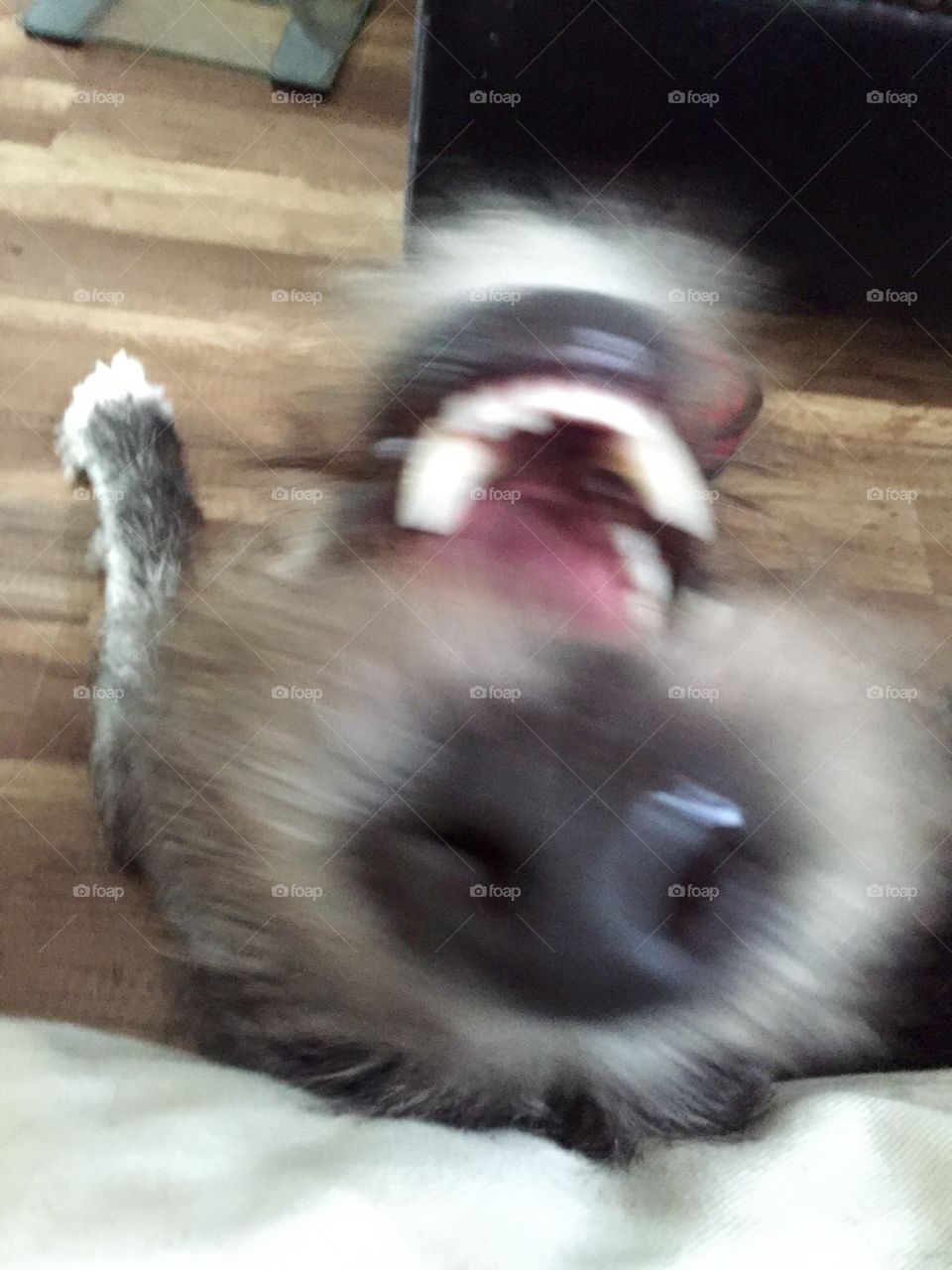 Slash is upside down and happy about it