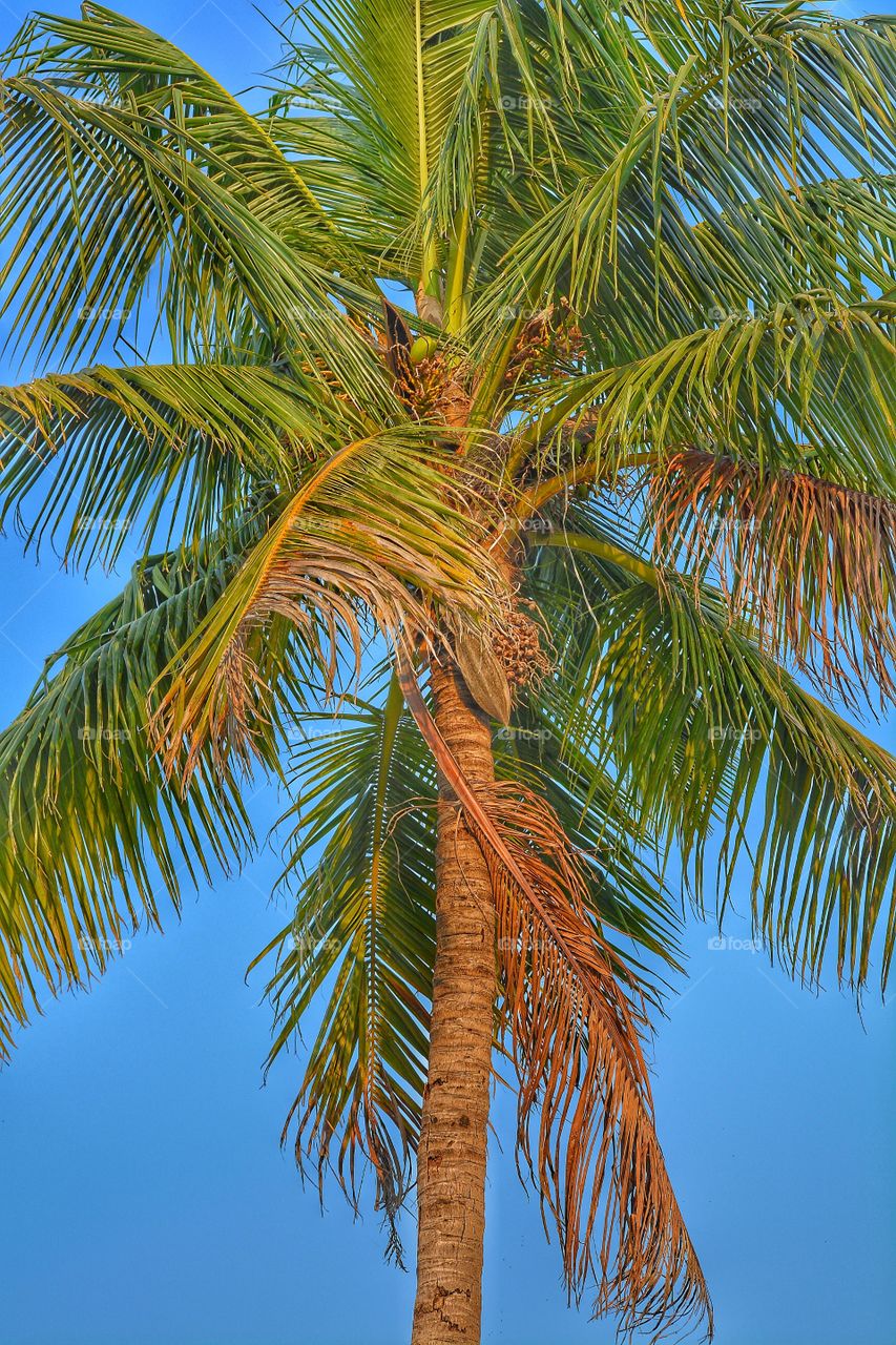 palm