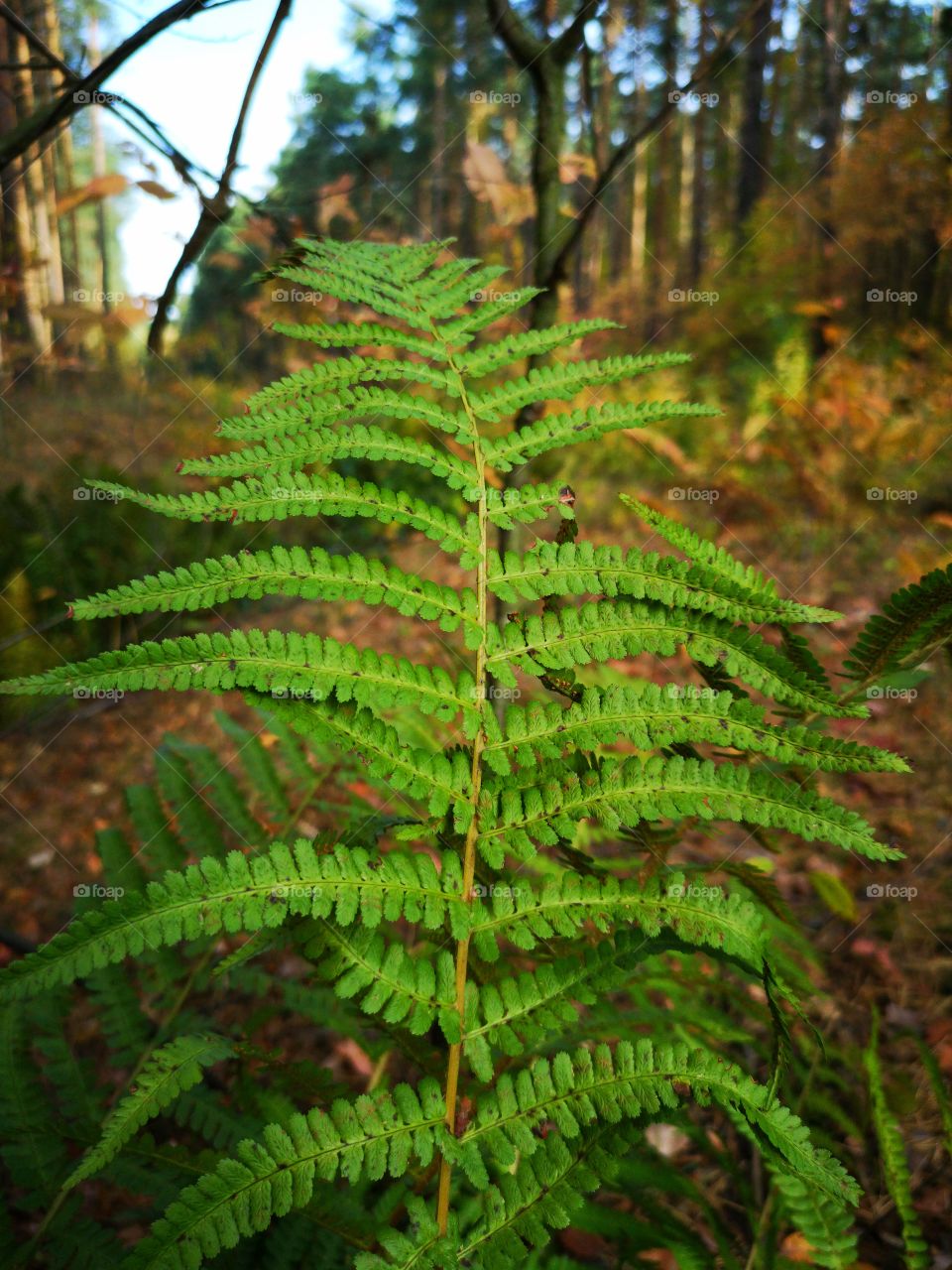 Fern in the autumn forest. Zielona Góra. Poland