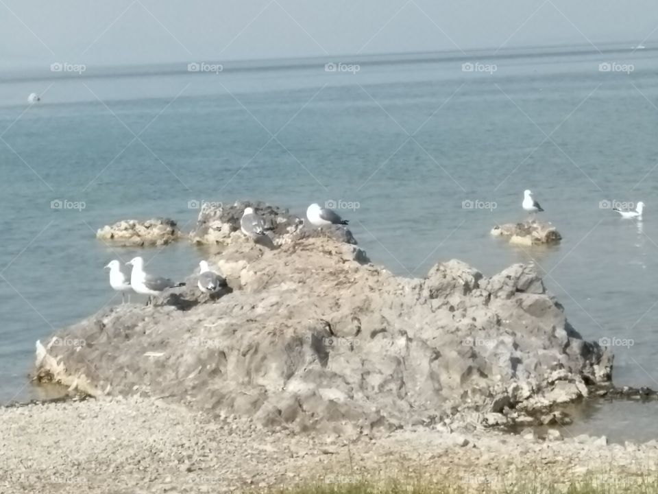 seagulls at Mono lake California