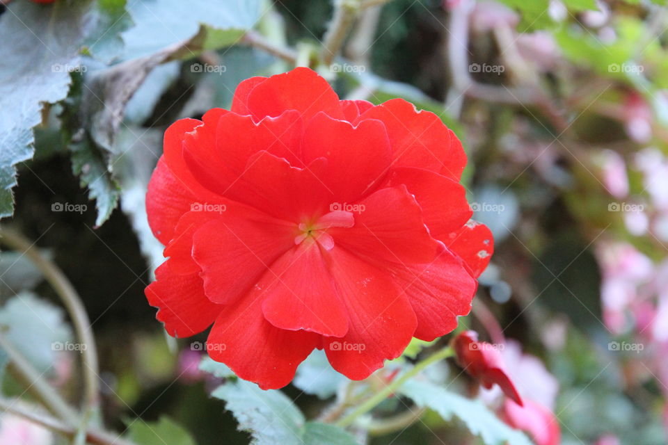 Red Flower