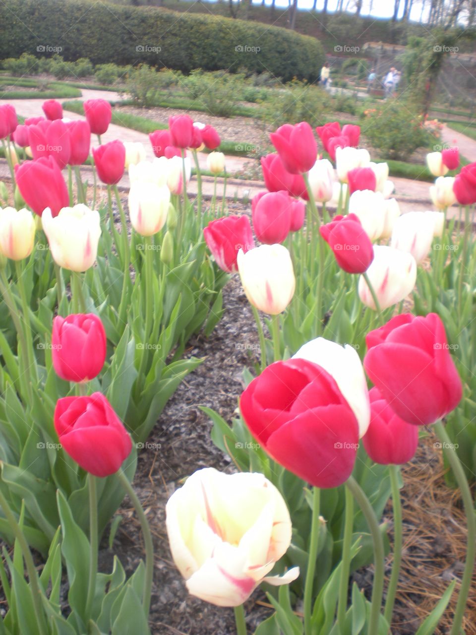 tulip garden. Biltmore Estate gardens 