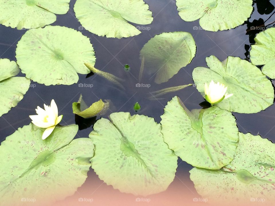 2 lotus flowers