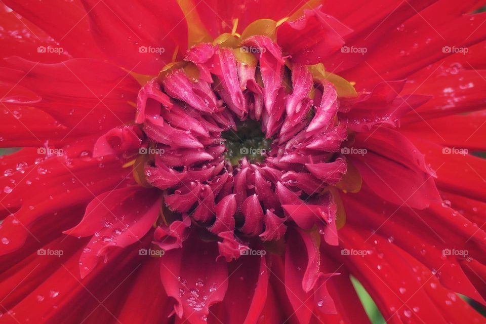 Macro of the pistil of a red flower