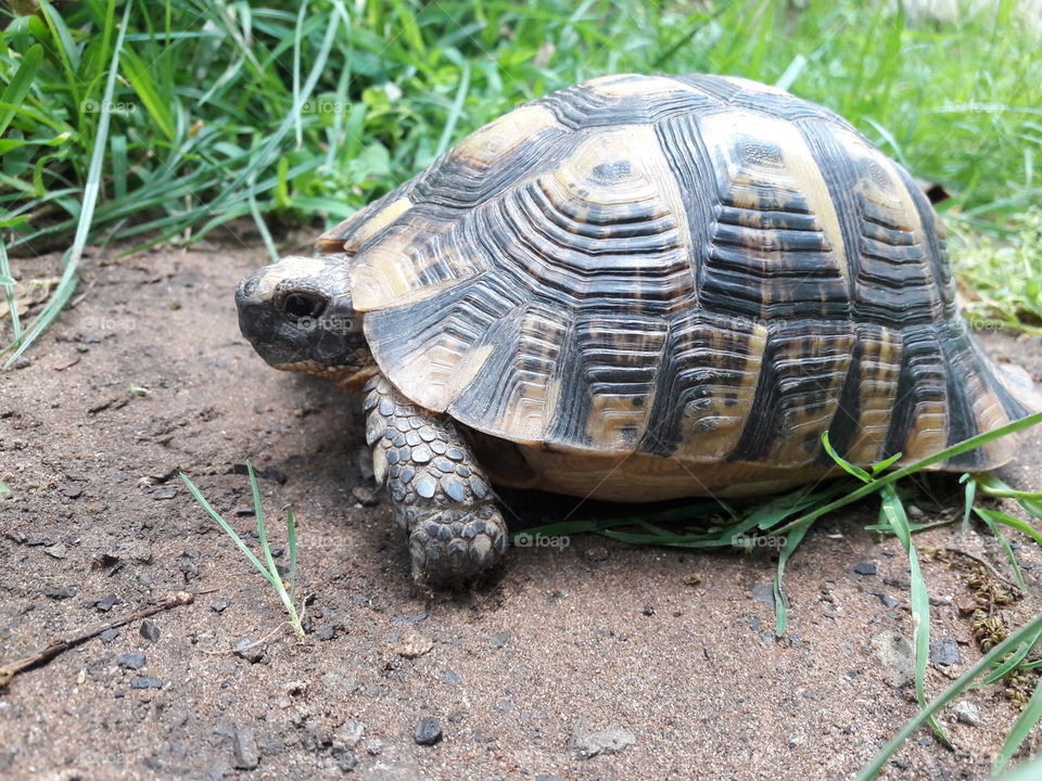 Tortoise